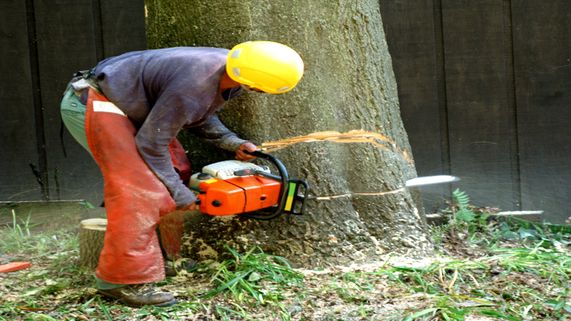Expert Tree Removal Services in McDonough GA: Safe & Efficient