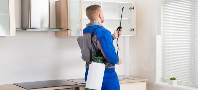 The Solution to Auckland Rodents Is Easy When You Start Early