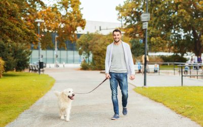 Hiring Reliable Dog Walking and Care Services in New York City