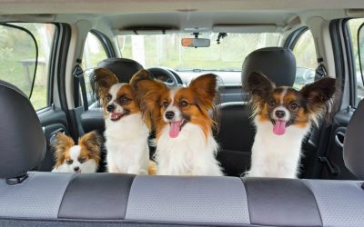Traveling Pet Parents Can Rely On Dog Boarding In Manhattan Services For Comfort And Fun