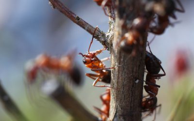 Proven Solutions for Ant Pest Control Essex Fells NJ Residents Can Rely On Today